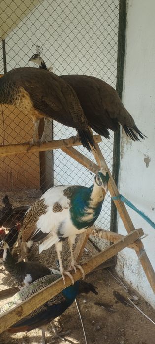 Продам  павлинов