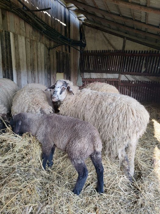 Oi de vânzare ,zona Cluj