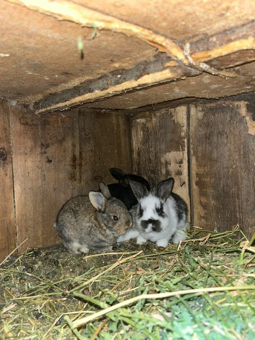Прадам кральчат парода виликаны шустрые