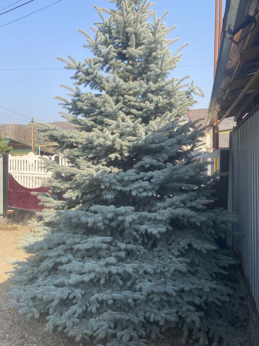 Ель голубая высота +4м