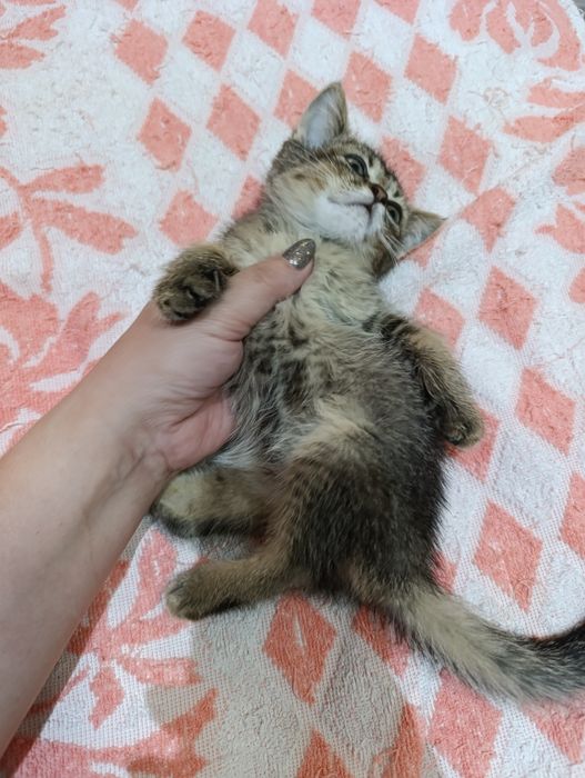 Продается котёнок девочка Скоттиш страйт.