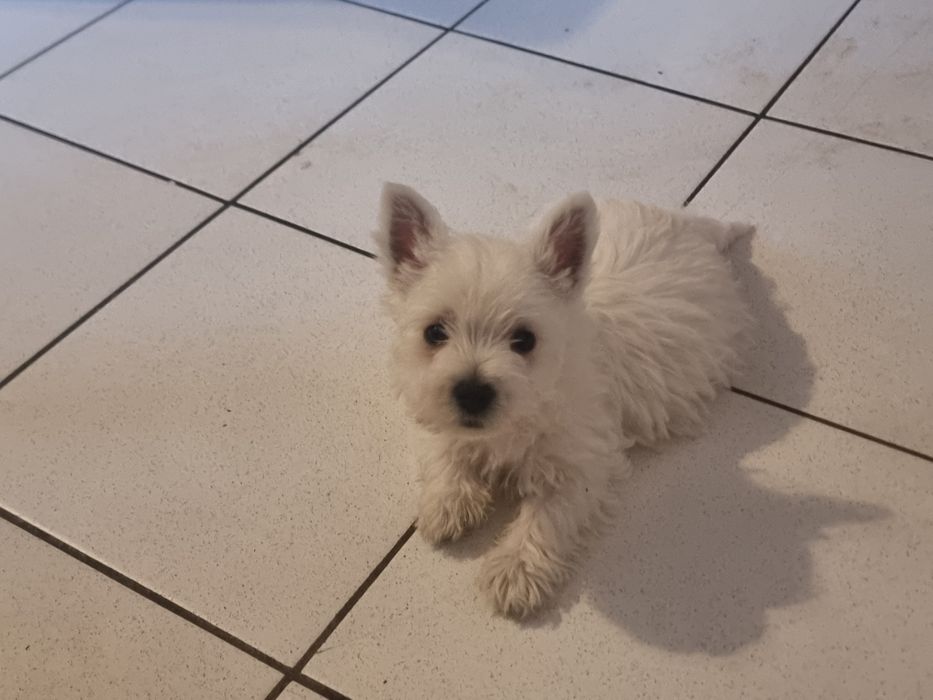 West Highland  white terrier de vânzare
