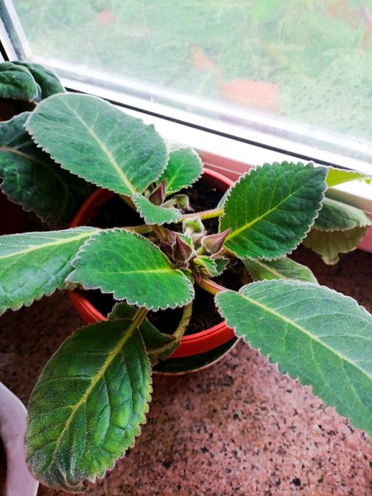 Комнатные цветы дом