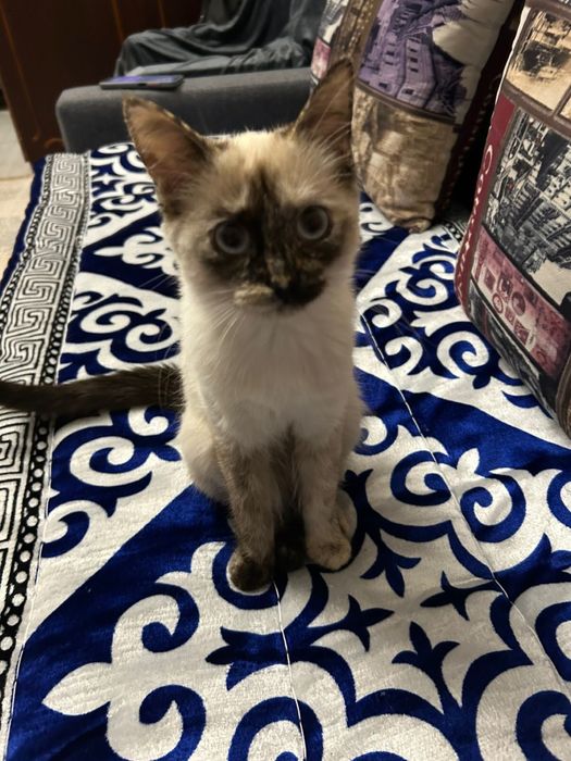 Котенок, девочка, отдам в добрые руки с приданным.