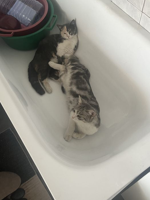 Отдам котов в добрые руки