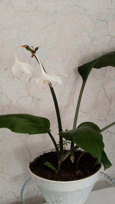 Продам комнатные цветы.