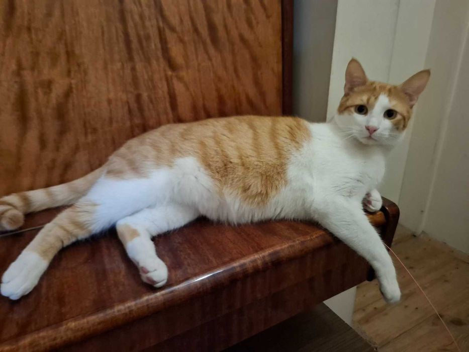 Рижаво коте търси своя дом за винаги