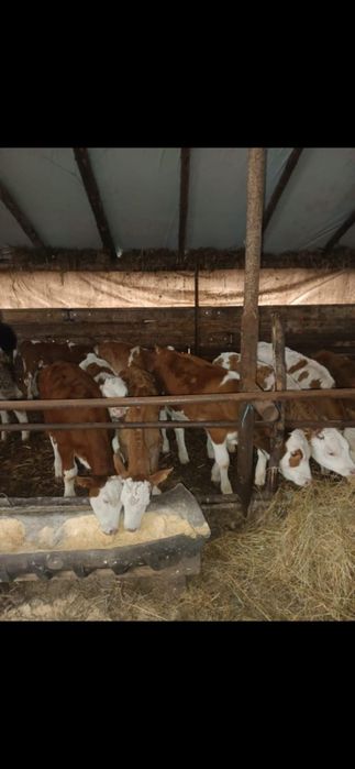 9 exemplare baltat romanesc