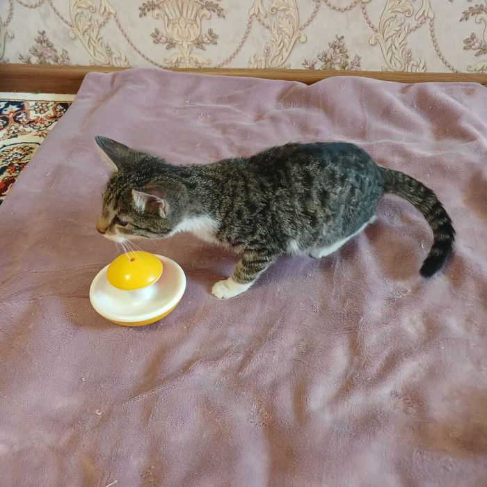 Котята бесплатно