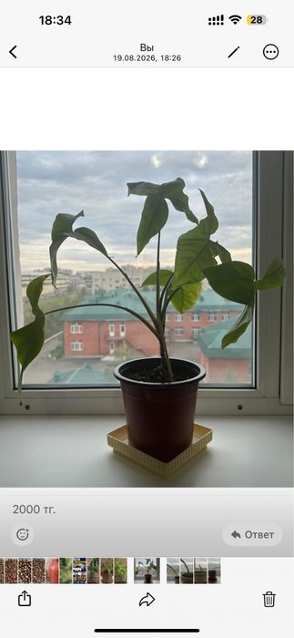Продам комнатные цветы