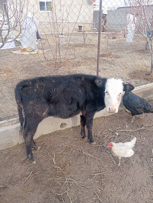 Животные бузоу теленок