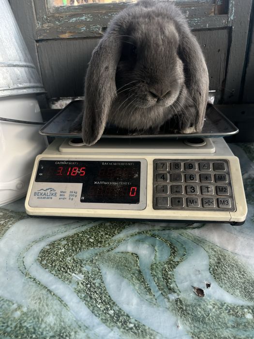 Продам кроликов , фб крольчата