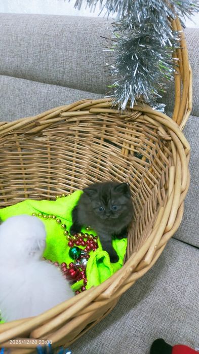 Продам породистых котят