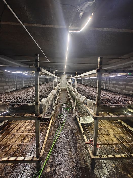 Сдается в аренду грибная ферма.