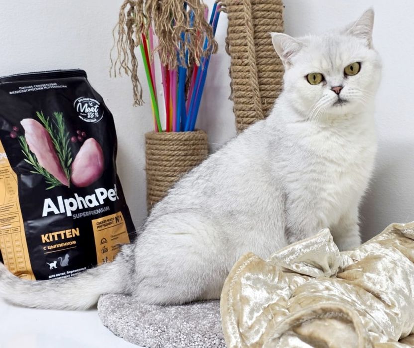 Британская шиншилла,стерелизована,1.5 года.