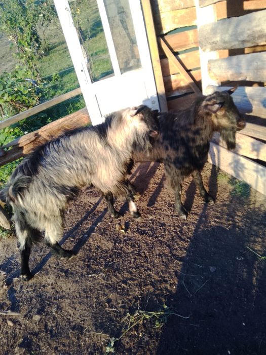 Vând  2 țapi  Mai multe detalii pe telefon