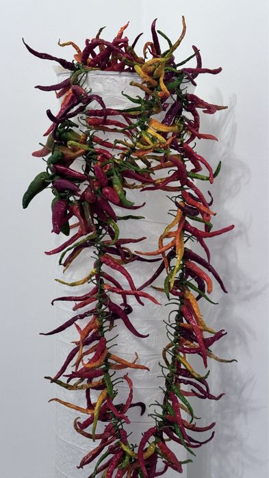 Продам горький перец чили домашний