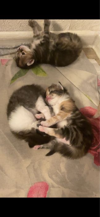 Бронь котят шотланских