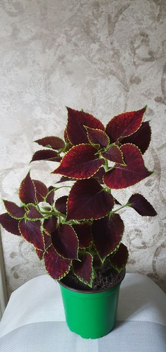 Колеусы Аvatar,Hana,Perila и др.