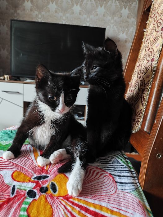 Пристраиваются  котята