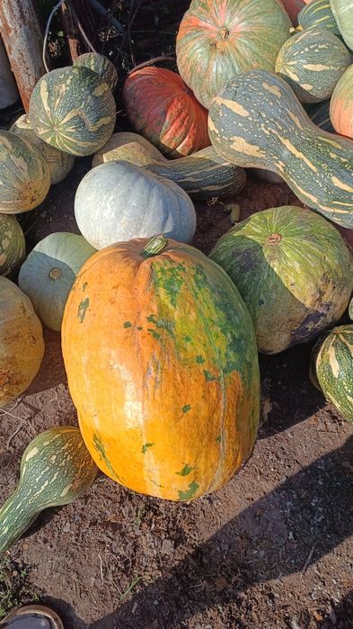 Продам тыкву домашнюю