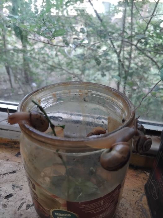 Тяпки кеппен дача