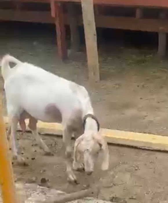 Таза канды шыбыштар