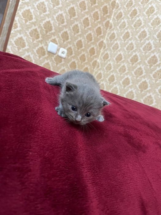 Вислоухие британские котята