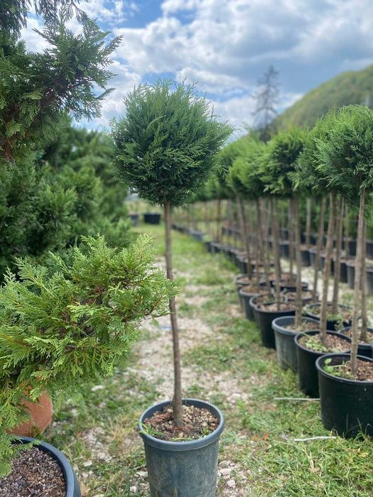 Plante Ornamentale de Elită – Livrare Rapidă și Montaj Inclus
