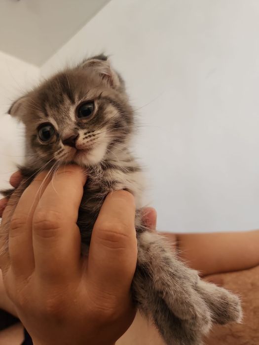 Пародистый котенок