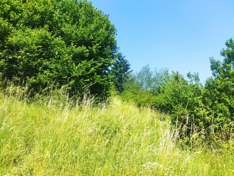 Продава се Парцел в Девин - 6627 кв.м за 61 €/кв.м - Снимка #8