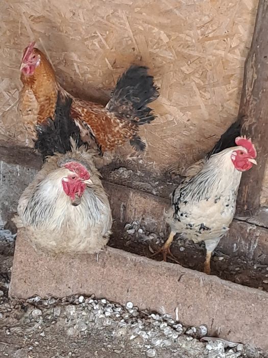 Животный кораздар