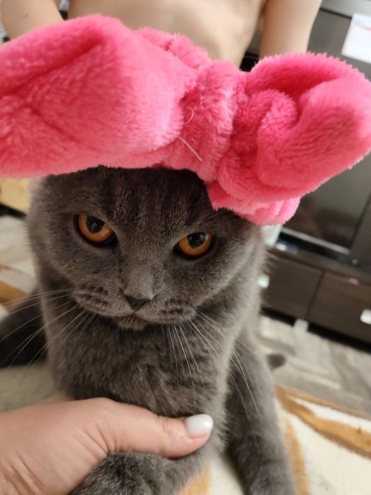 Отдадим кошку в добрые руки