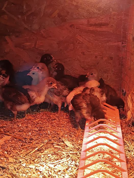 Pui de vanzare cu precomanda