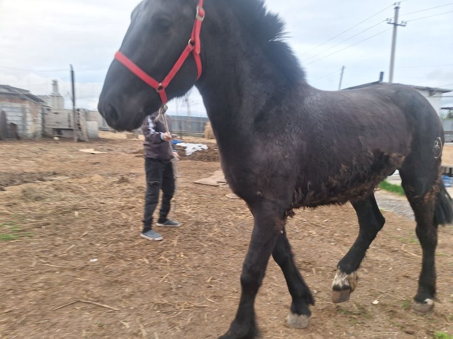 2 жасар құнан сатылады,Продам 2 ух летку