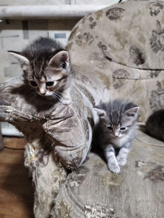 Отдам котят бесплатно