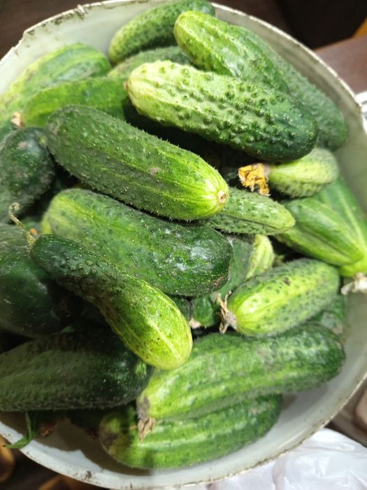 Продам огурцы дачные