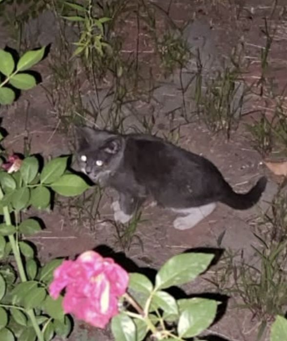 Котенок в добрые руки