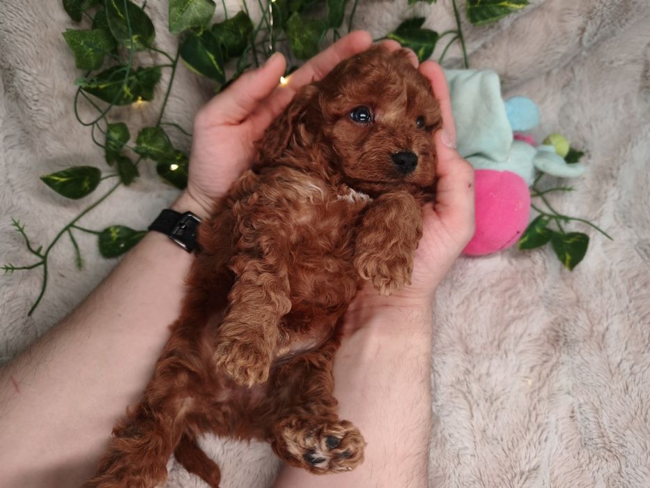 Vand baietel Cavapoo F1b red