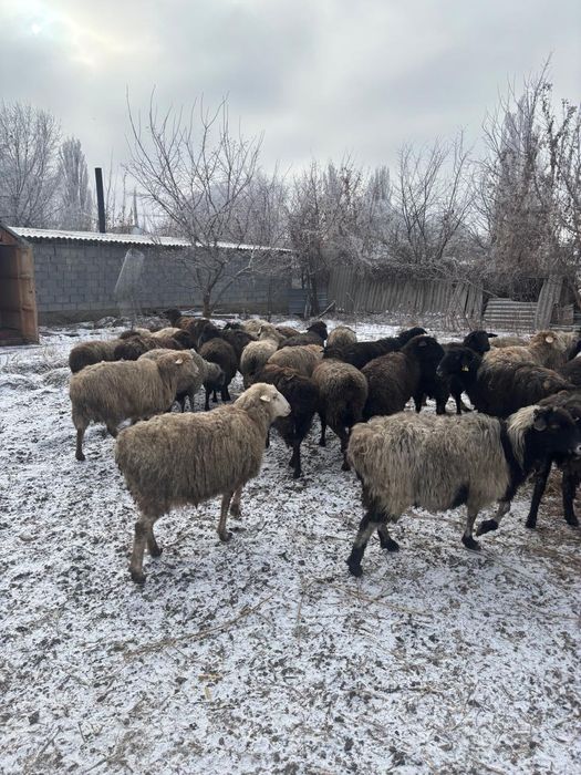 Семіз қойлар сатылады