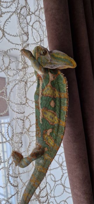 Продам Йеменского хамелиона