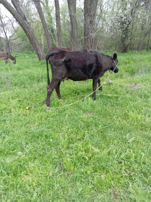 Продаются ослы и корова