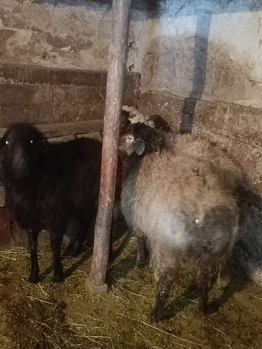 Продам баран молодых