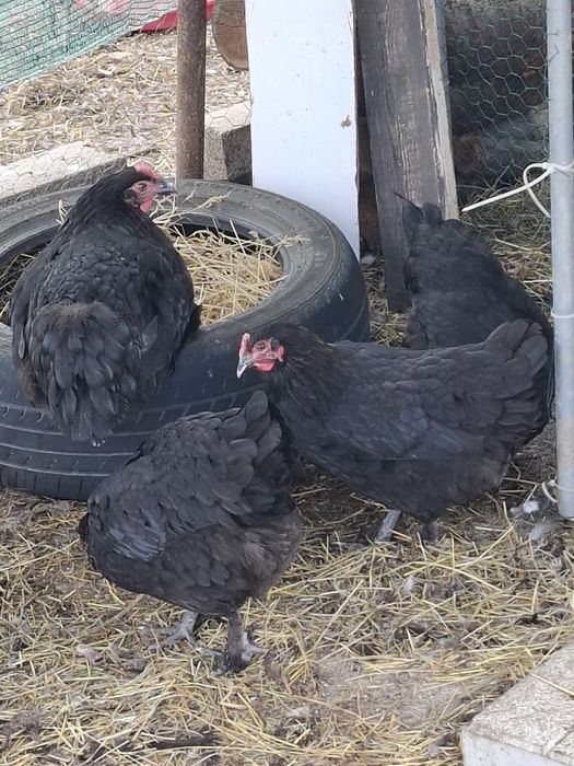 Ouă de incubat Marans negru arămiu super genetică