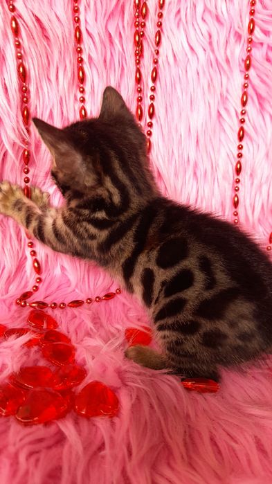 чистокровная бенгальская девочка