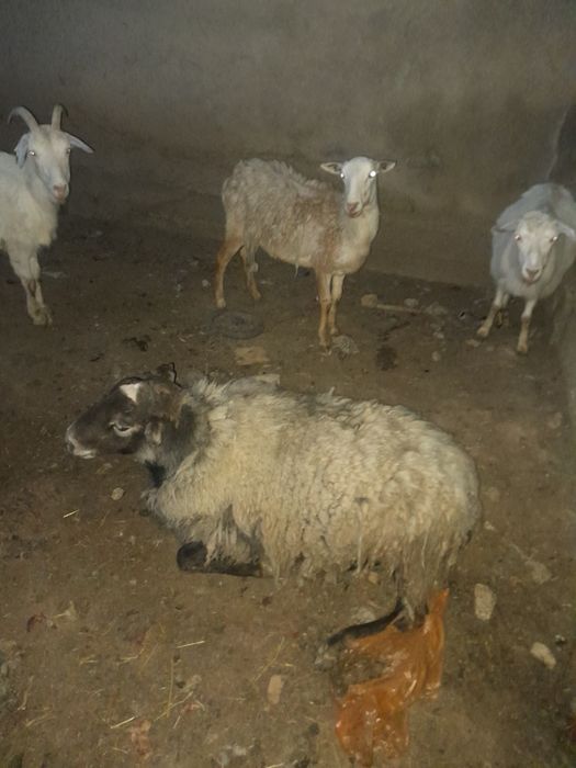 Рамановские бараны