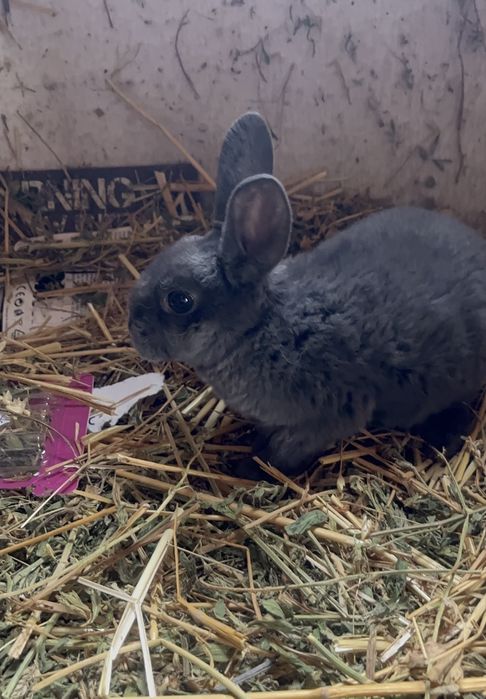 Disponibili Iepurași Rex pitic alb și albastru !