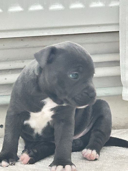 staffordshire bull terrier-catelusa-blue