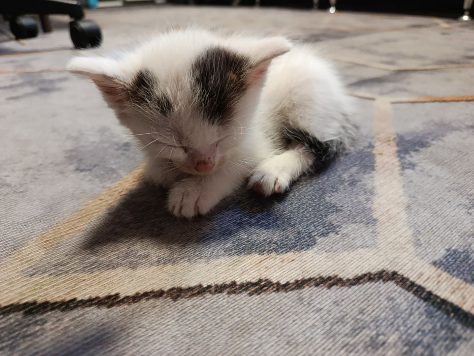 Отдам котят в хорошие руки