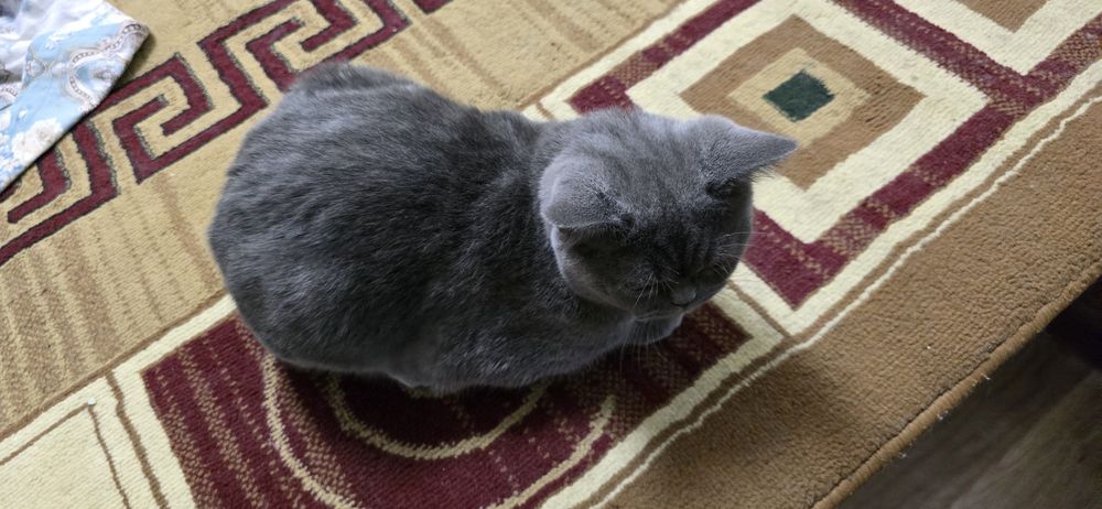Кошка домашняя )))
